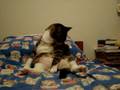 videos de MOV00549.MPG