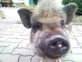 videos de batista the monster pig