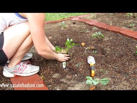 how to transplant tulip bulbs in spring