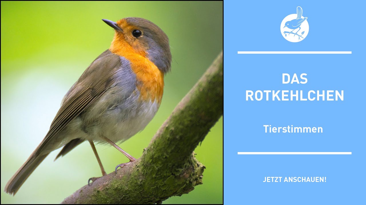 Vogelstimmen: Das Rotkehlchen - Robin - Erithacus rubecula (4k)