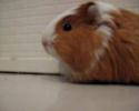 Guinea Pig: Pittypanna