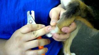 Dog Grooming Tips – Nail Trimming Canine Campus Colorado Springs