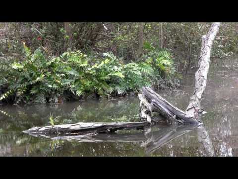 [Click to play the video]