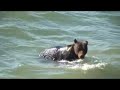 Grizzly bear goes for a swim