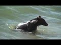 Grizzly bear goes for a swim