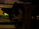 うたう猫動画
