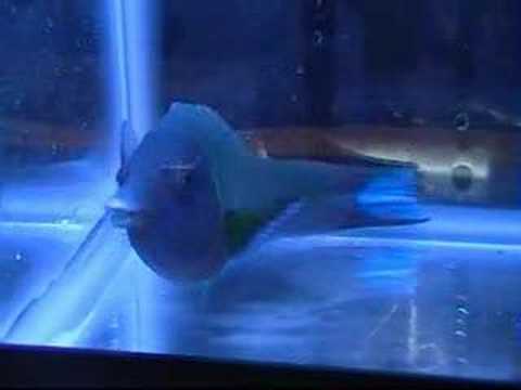 Green Bird Wrasse