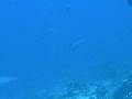 videos de Requin 1 Lhosufushi Kuda Kandu.MOV