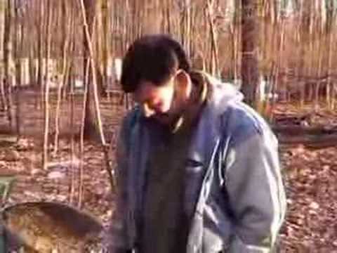 how to collect maple syrup