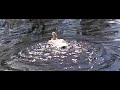 Eend doet waterdans