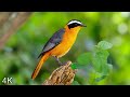 8 HOURS OF BEAUTIFUL BIRDS (NO MUSIC) 4K NATURE RELAXATION™  ..