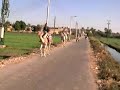 Here come the camels