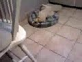 Golden puppy