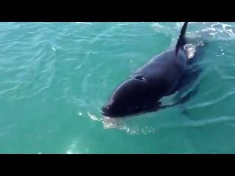 Orca roba pez a pescador