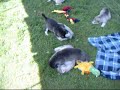 Malamute Puppies - 4.5 weeks - Xera & Sarge Litter Malamute Puppies - 4.5 weeks - Xera & Sarge Litter