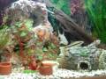 videos de My tropical fishes