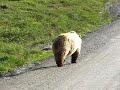 Grizzly Bear Walking