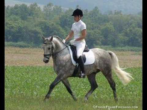 Maestoso II Odetta II (aka "Wild")