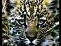 Fields of Gold - The Big Cats of Djuma