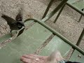Feeding birds by hand in park Feeding birds by hand in park
