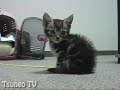 子猫のマロン2　kitten