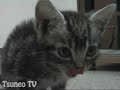 ??????2?Kitten ??????2?Kitten