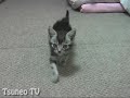 子猫のマロン2　kitten