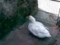 videos de pato vica......
