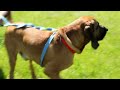 Click here to watch this video Bryant the Bloodhound