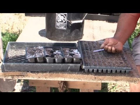 how to plant spearmint