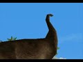 Jurassic Park: Trespasser