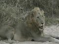 These are the five main animals you want to see when on Safari in South Africa.