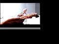 Bearded Dragon Arm Wave