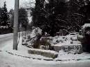 Wild life in Beograd