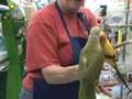 Parrots, Green Ring Neck + Sun Conure (Voice) - Adopted
