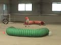 Shubie Whippet Loves Agility