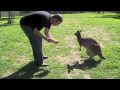 Australian Animals