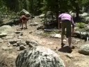 Pine cone Baseball - The catch