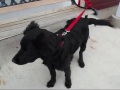 videos de Chien Blacky