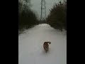 Teckel in de sneeuw