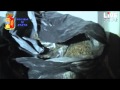 La marijuana non sfugge al fiuto di Jagus IL VIDEO La marijuana non sfugge al fiuto di Jagus IL VIDEO