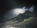 Pacific Electric Ray - Redondo Canyon - 12-17-07 pm