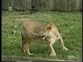 Animal accidents compilation