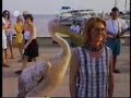 Animal accidents compilation