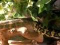 Fluffy-The-Snake-She