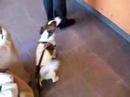 �ukulat-cukulat-jack russell  at Starbucks coffee
