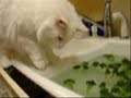 A White Cat Washing Vegetables Part1