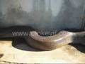 longest snake,real