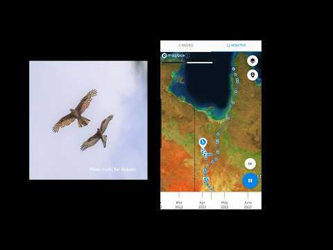 <p>What are Australia’s least known birds, and what are we doing to address this?</p>
 video thumbnail