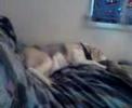 Baxter the Bloodthirsty Killer Beagle!!! Baxter the Bloodthirsty Killer Beagle!!!